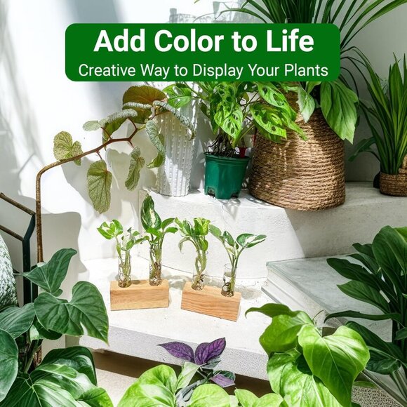 Ivolador Plant Propagation Station 4 Test Tube Plants Terrariums in Wooden Stand - Picture 2 of 9